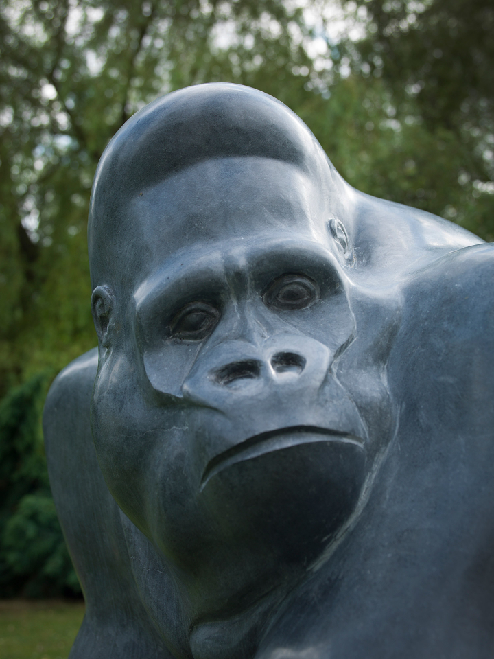 Gorilla – Kilkenny Limestone